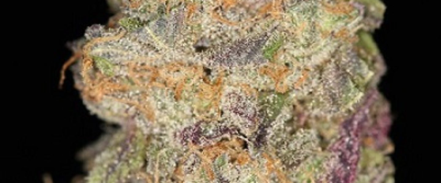 purple zombie marijuana strain