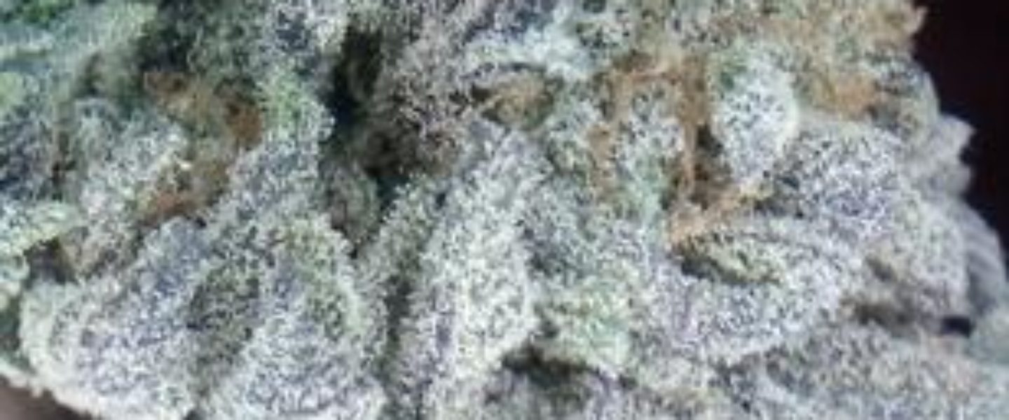 Raspberry Kush Marijuana Strain Review And Pictures - The Weed Blog