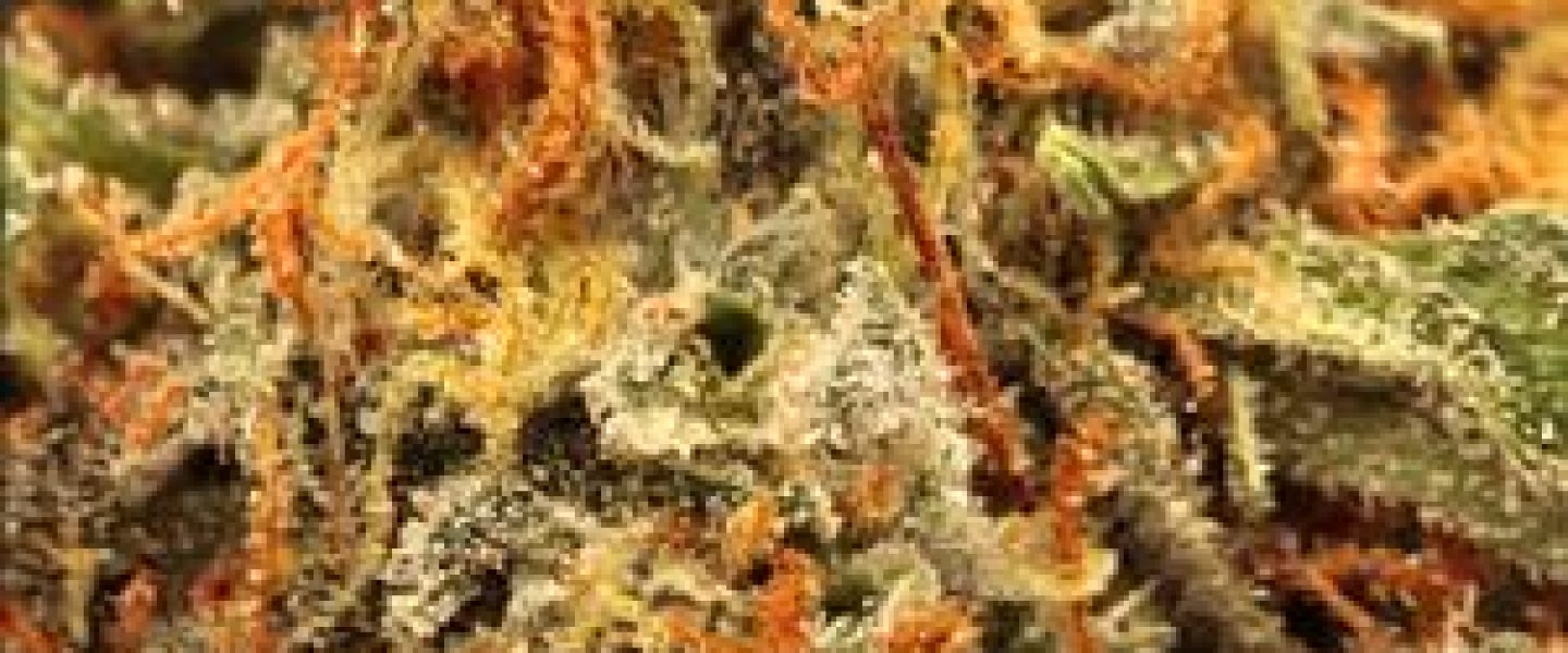 scarface marijuana strain