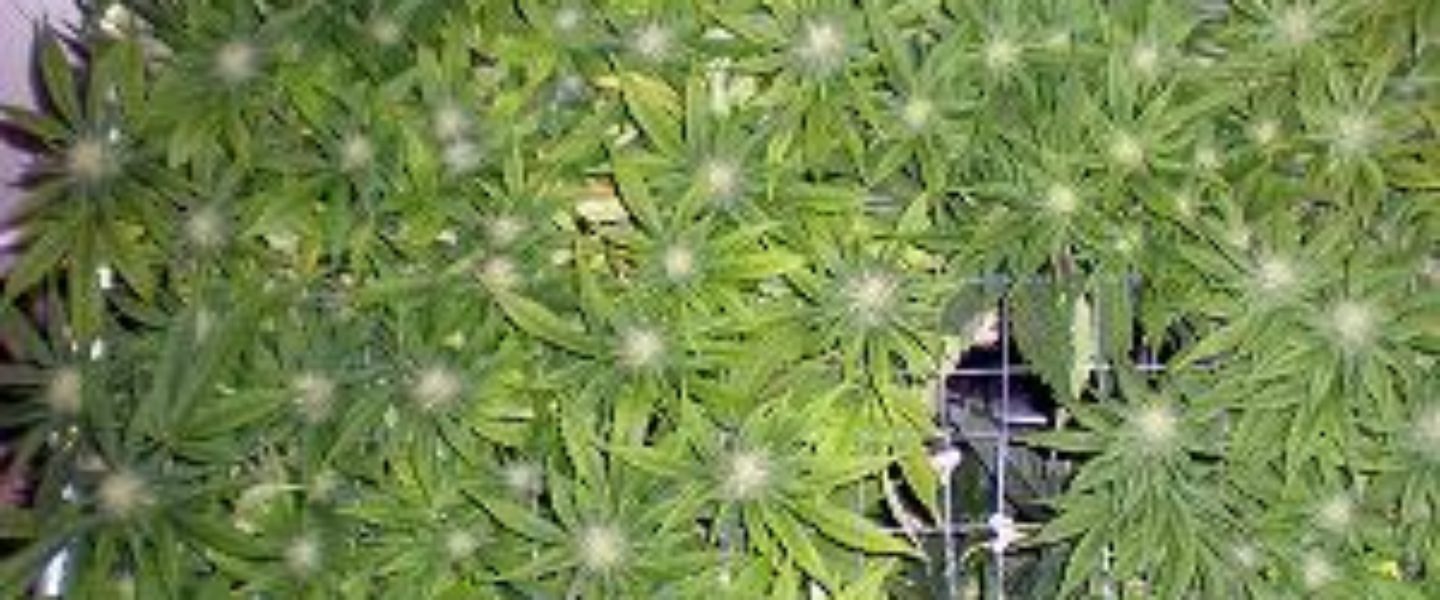 screen sea of green marijuana garden plants growing