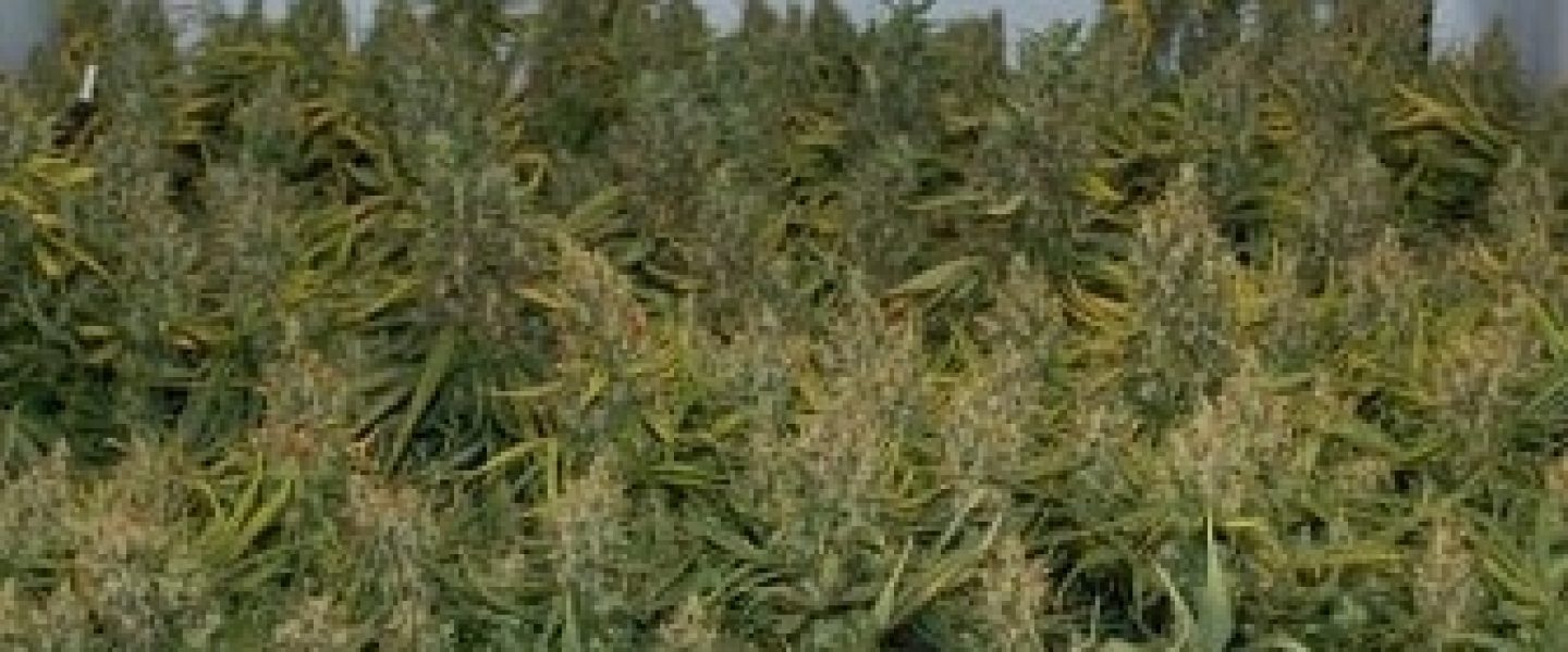 scrog growing marijuana