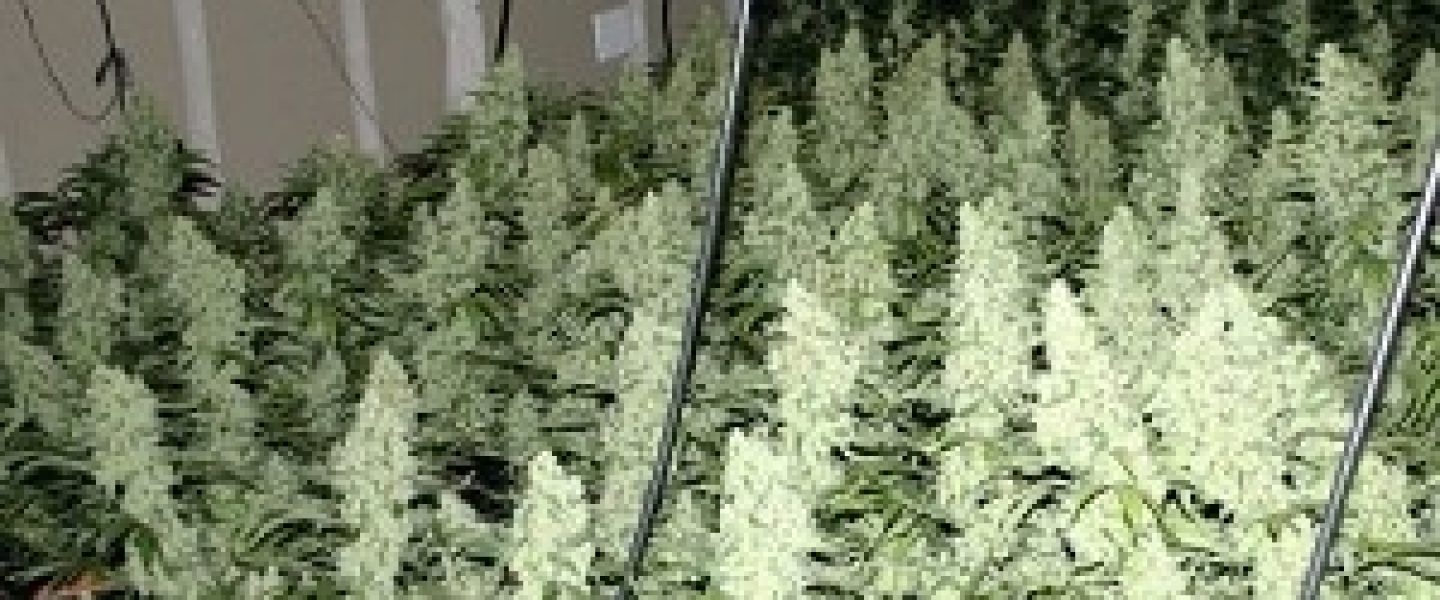 sea of green marijuana growing