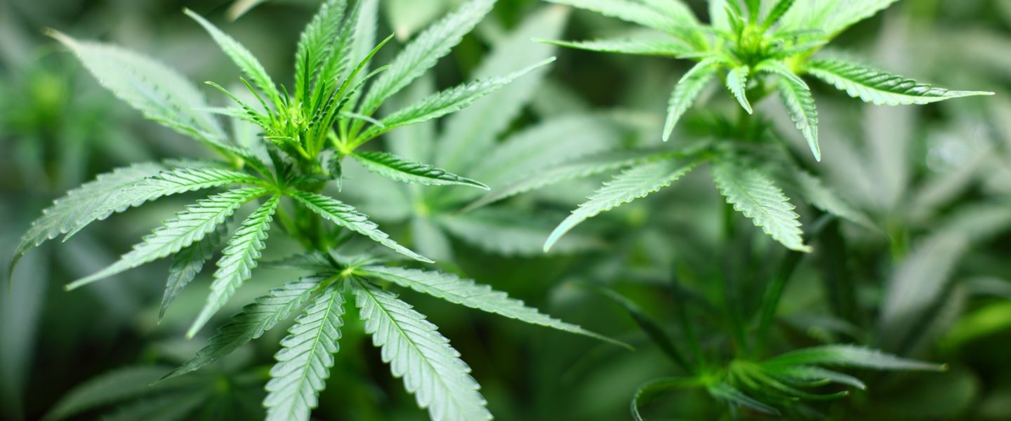 Picture of a cannabis plant—the federal government has announced a standard THC dosage to be used in research trials.
