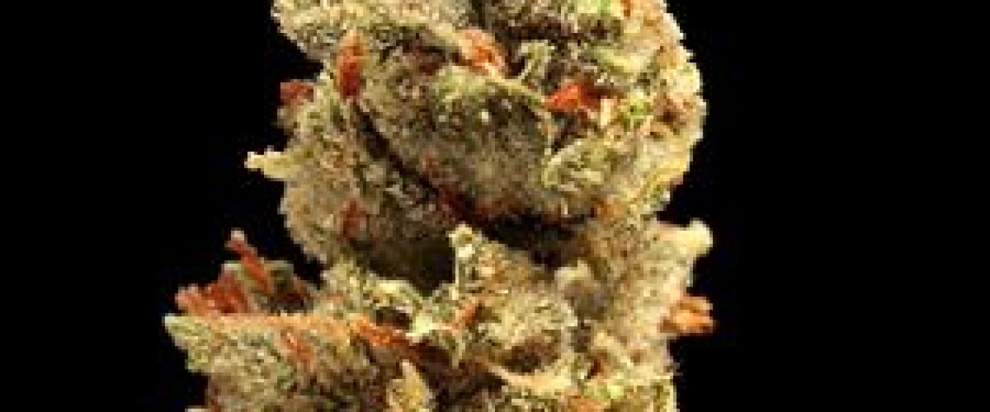 sfv og marijuana strain