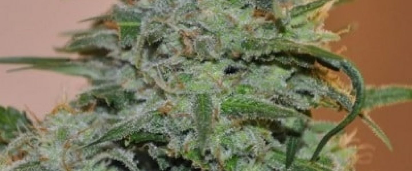 sharksbreath marijuana strain