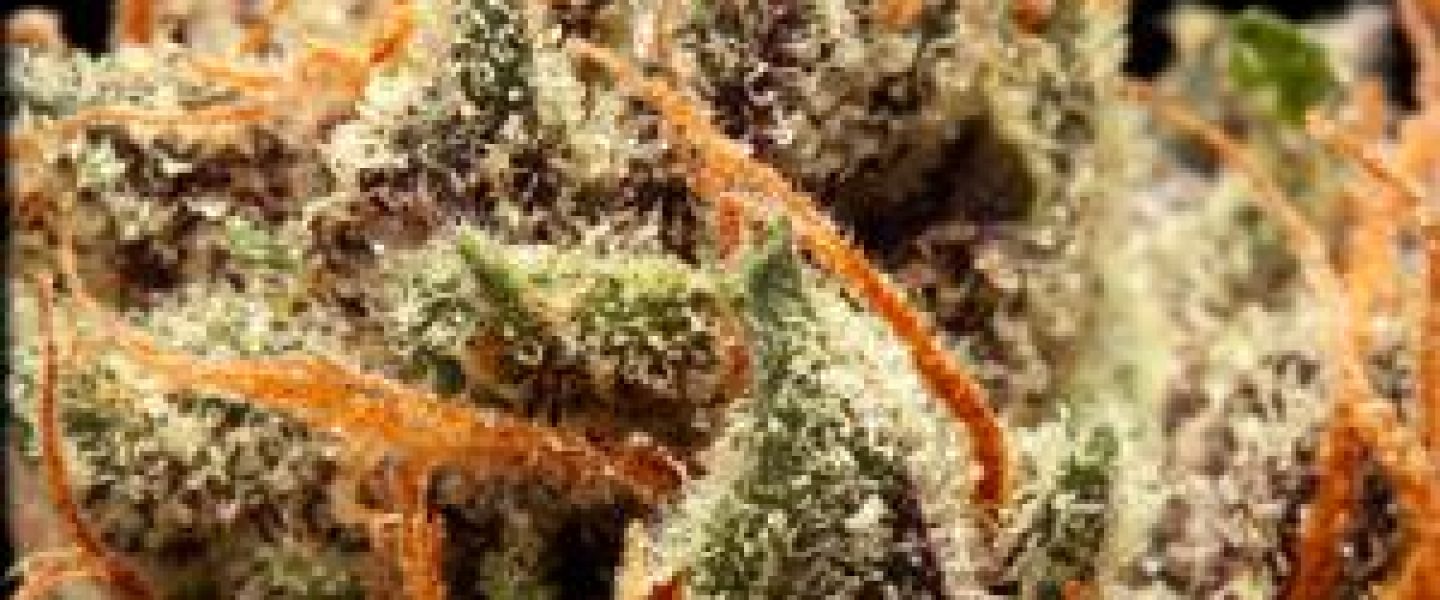 silent skunk marijuana strain