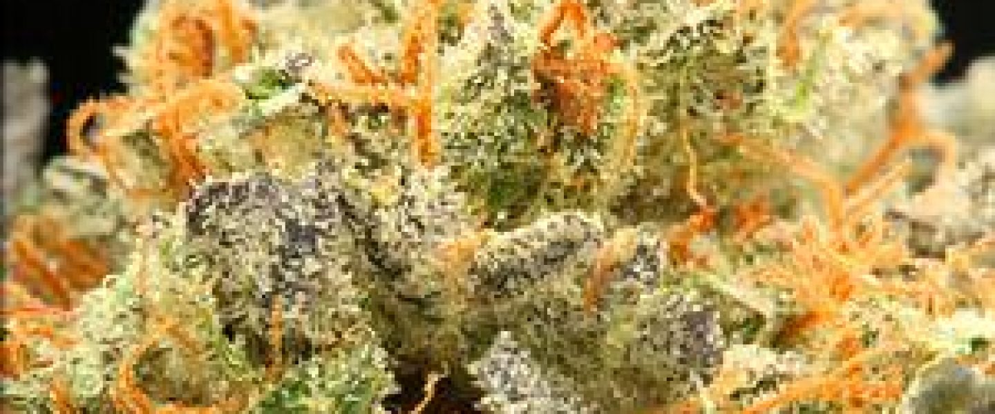 silverback gorilla marijuana strain