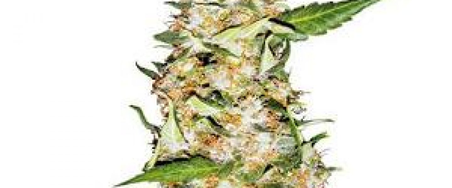 skunk 1 marijuana strain sensi seeds