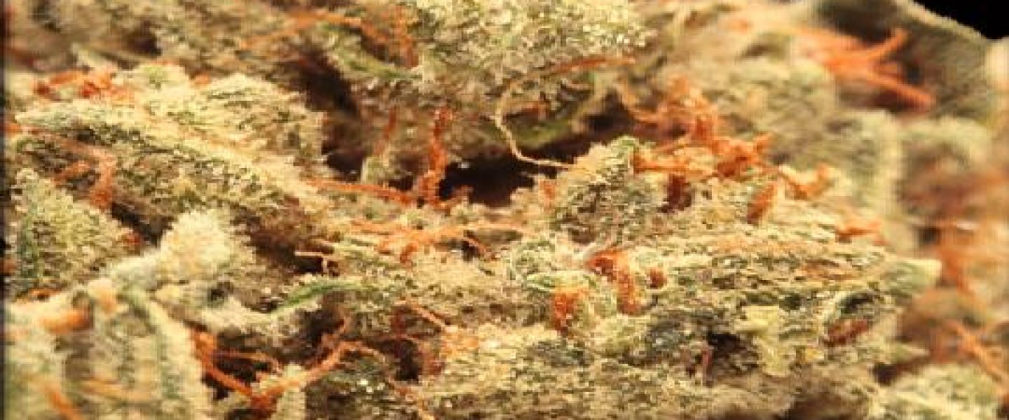 skywalker marijuana strain