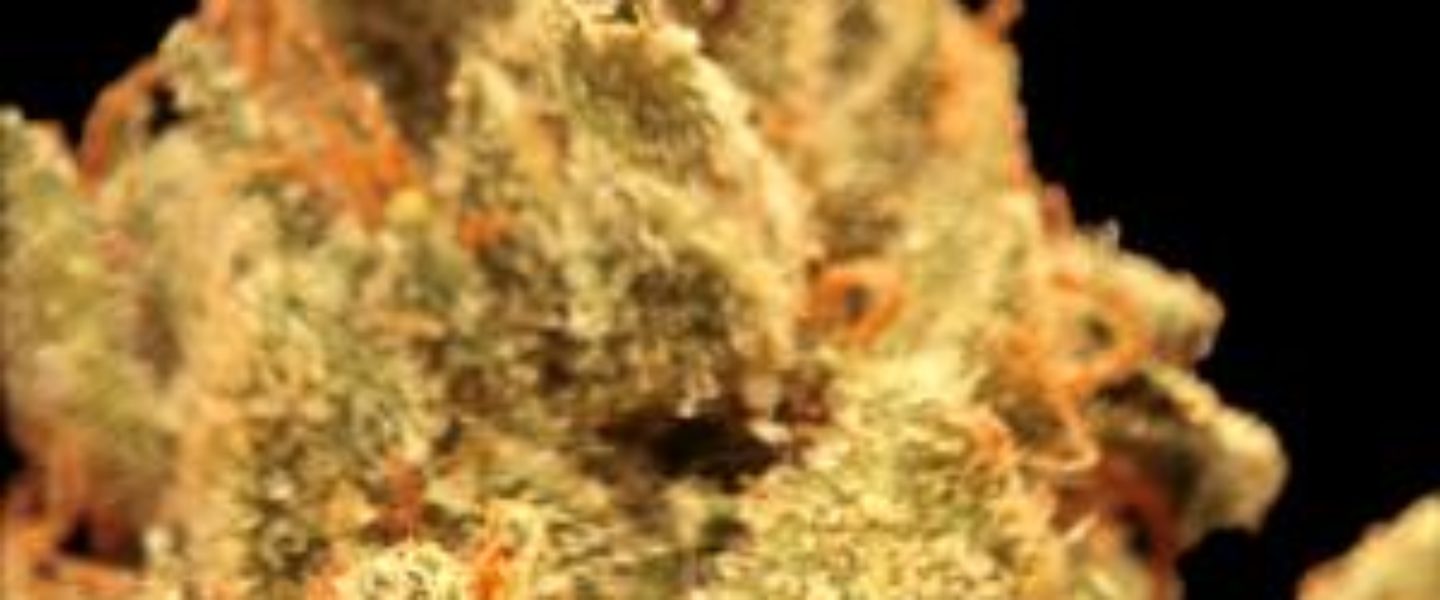 Skywalker OG Marijuana Strain Review And Pictures - The Weed Blog