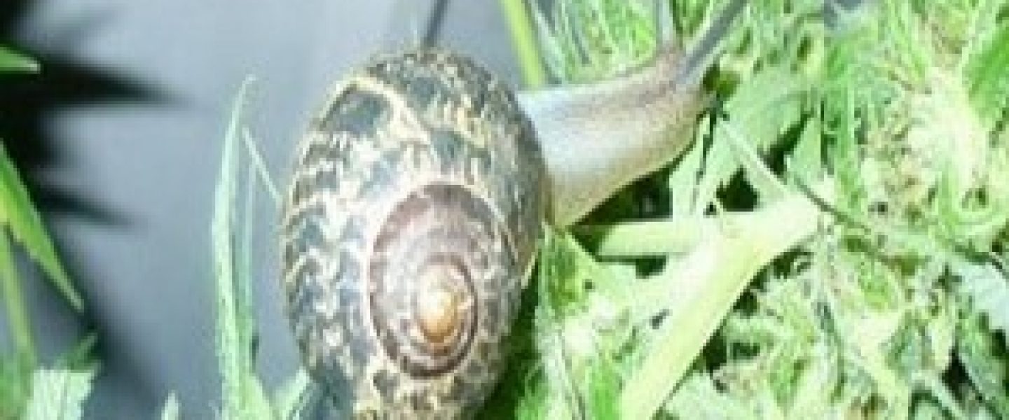 snail slugs marijuana plants