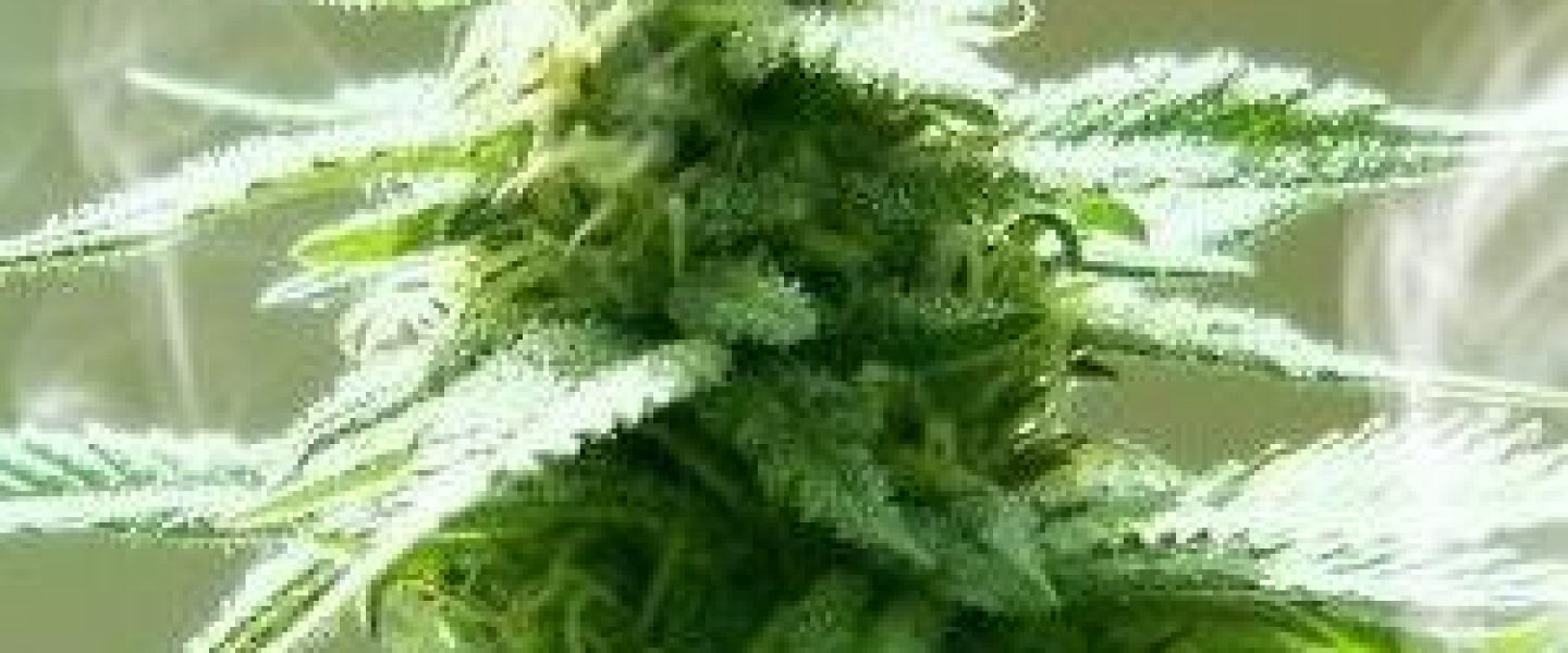 sour diesel marijuana strain