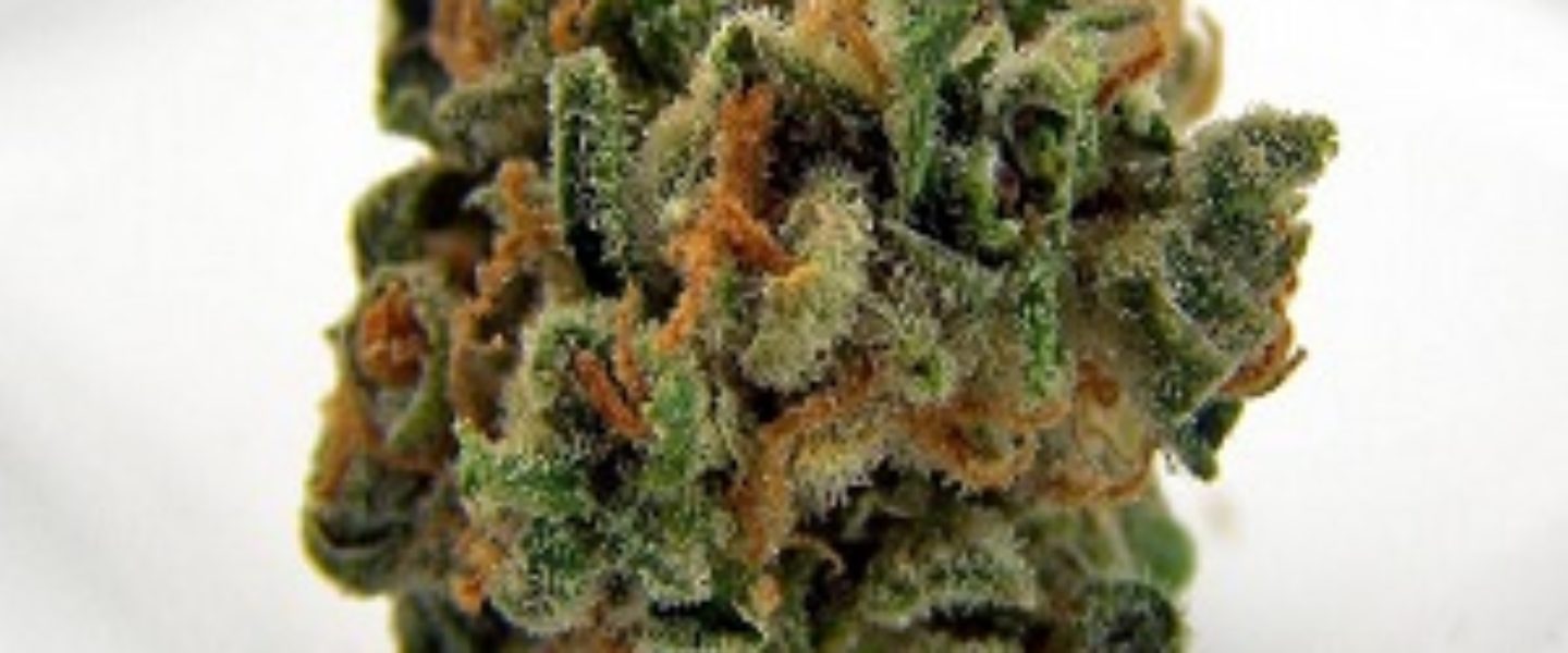 Sour Grapes Marijuana Strain Review And Pictures The Weed Blog