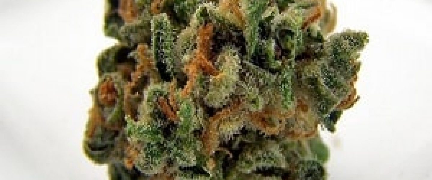 sour grapes marijuana strain