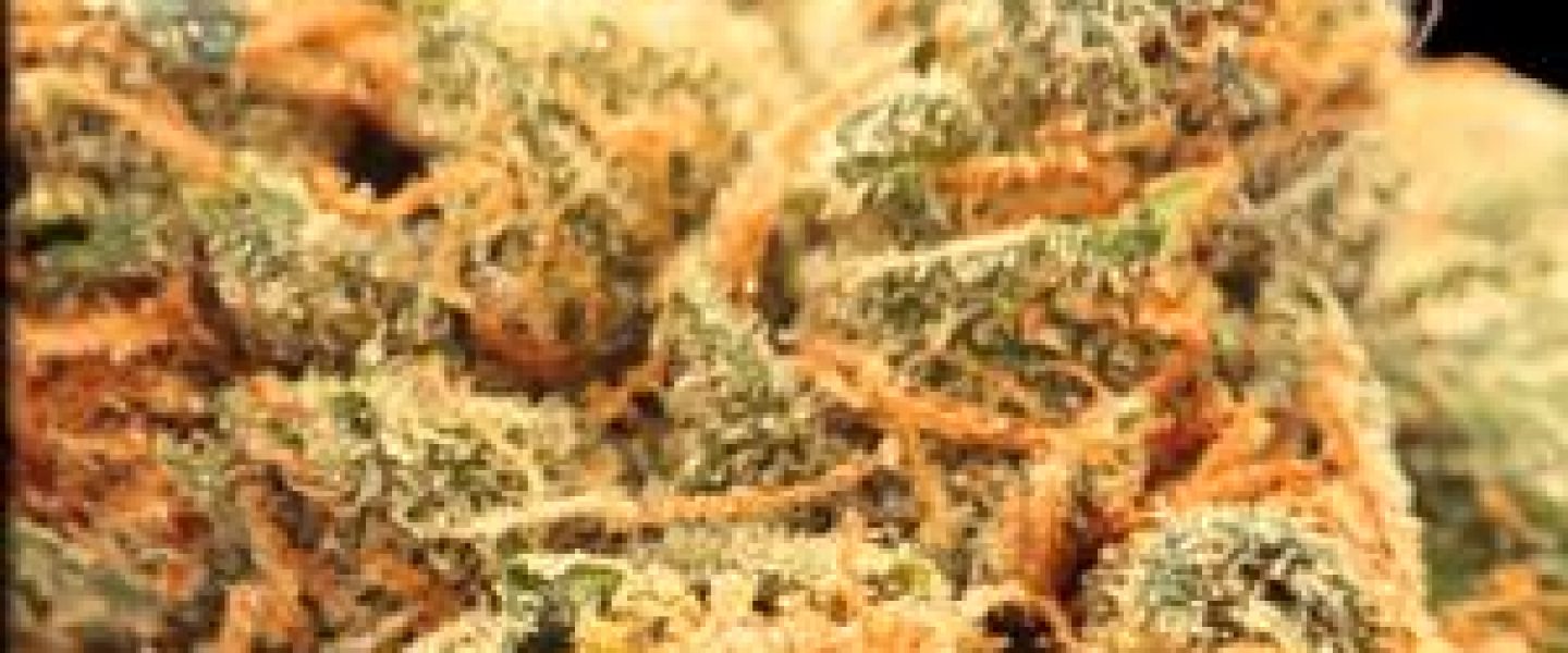 sour haze marijuana strain