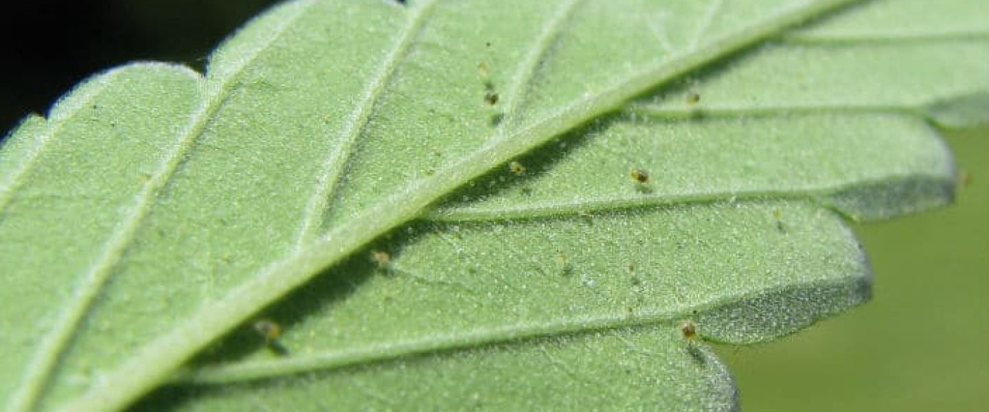 How do I keep spider mites off my pot plants?