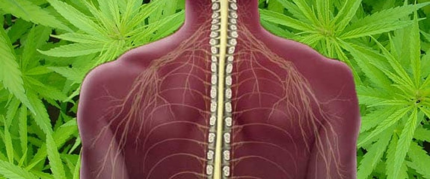spinal cord marijuana