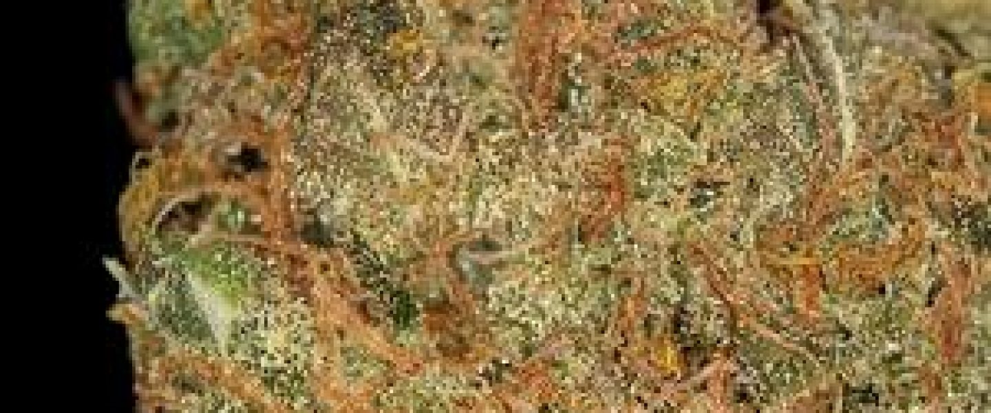 strawberry diesel marijuana strain