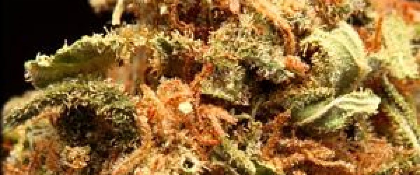 strawberry haze marijuana strain