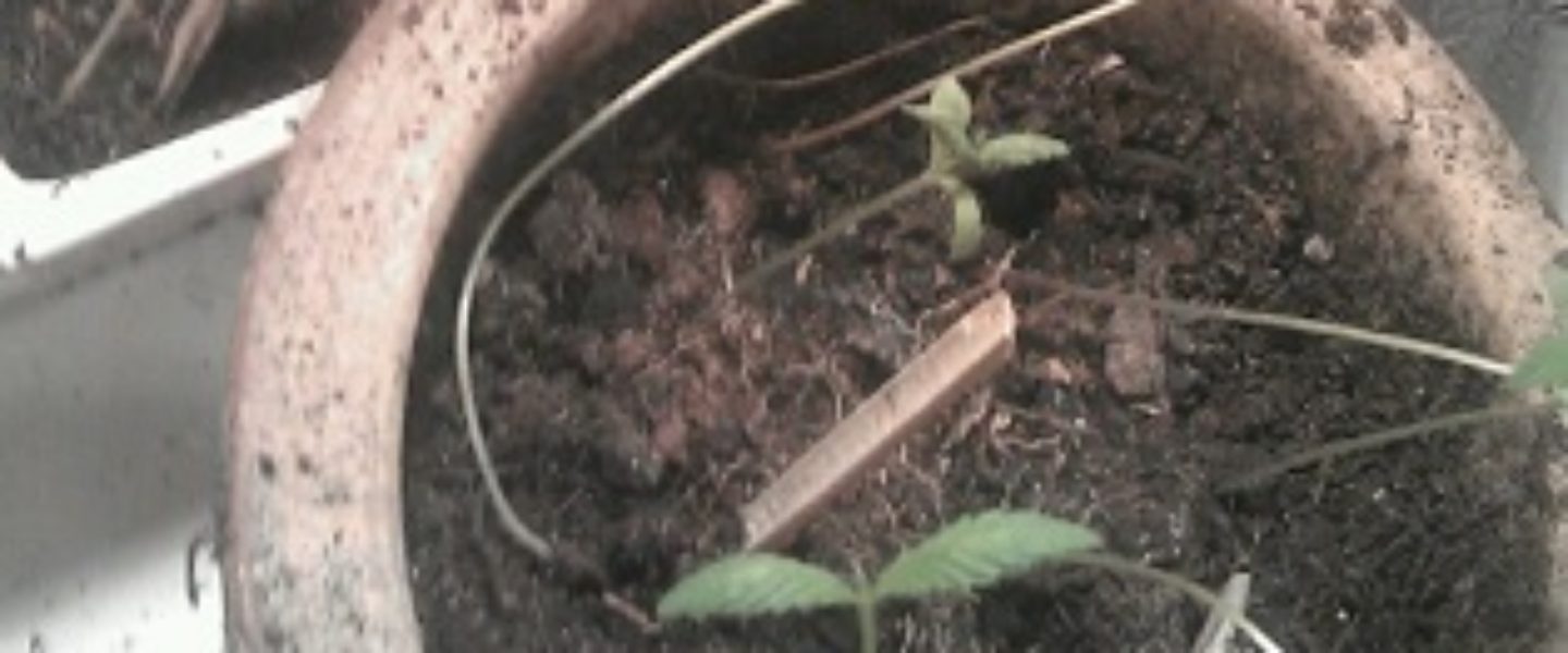 stretchy stem marijuana cannabis
