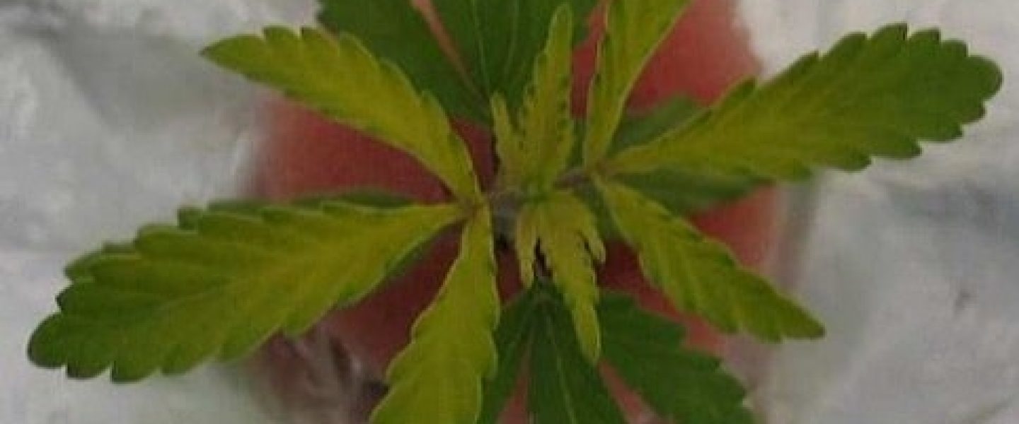 sulfur marijuana plants