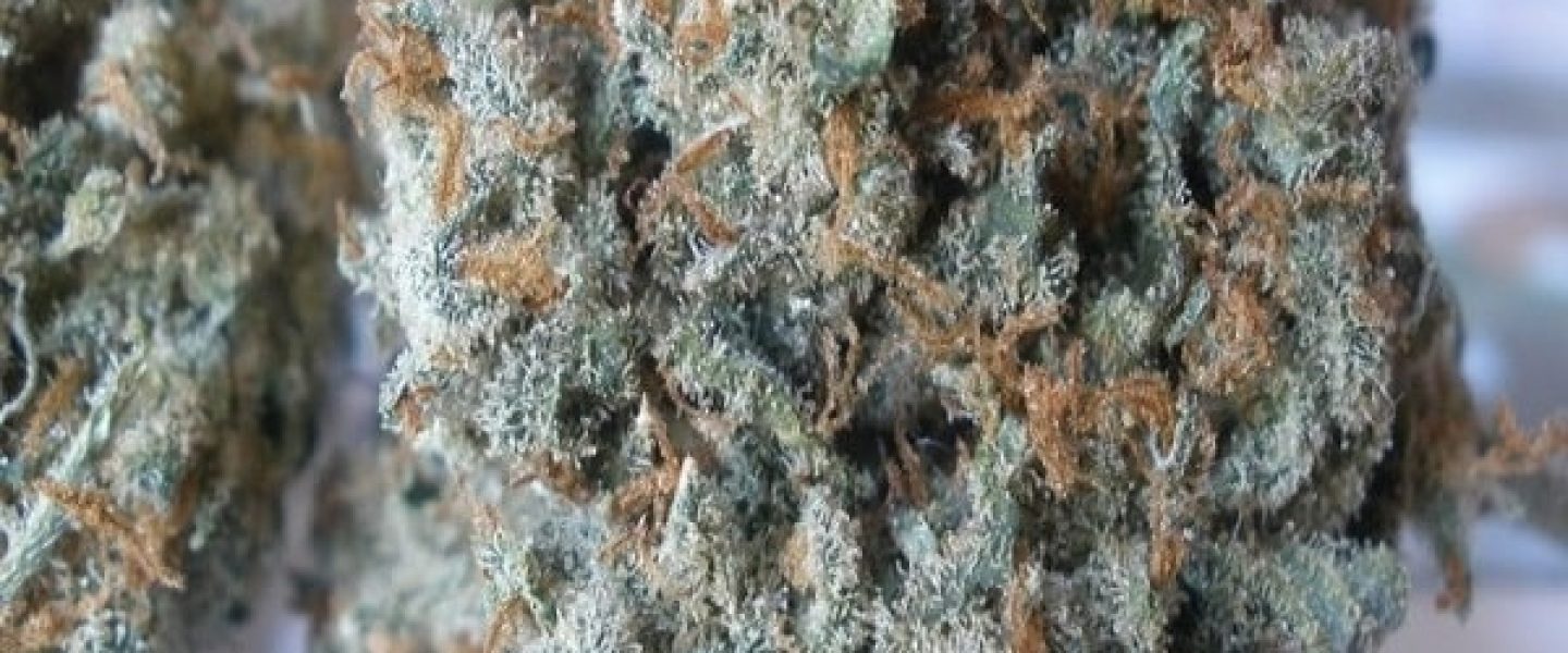 super jack marijuana strain