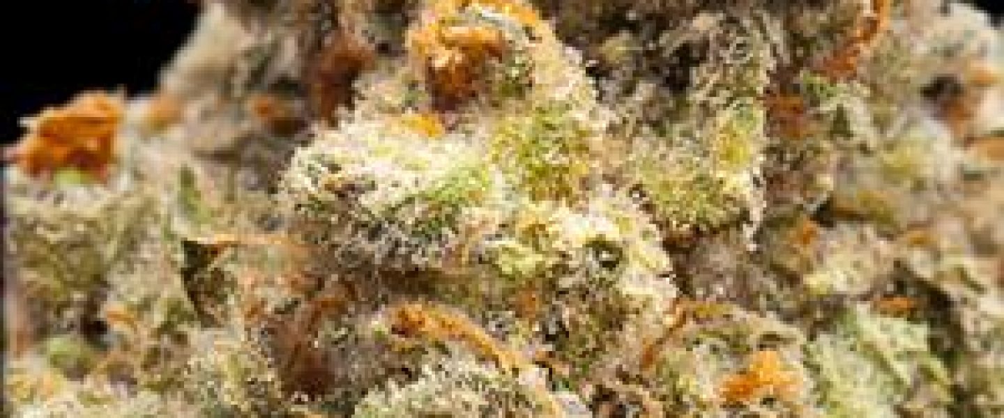 super jack marijuana strain