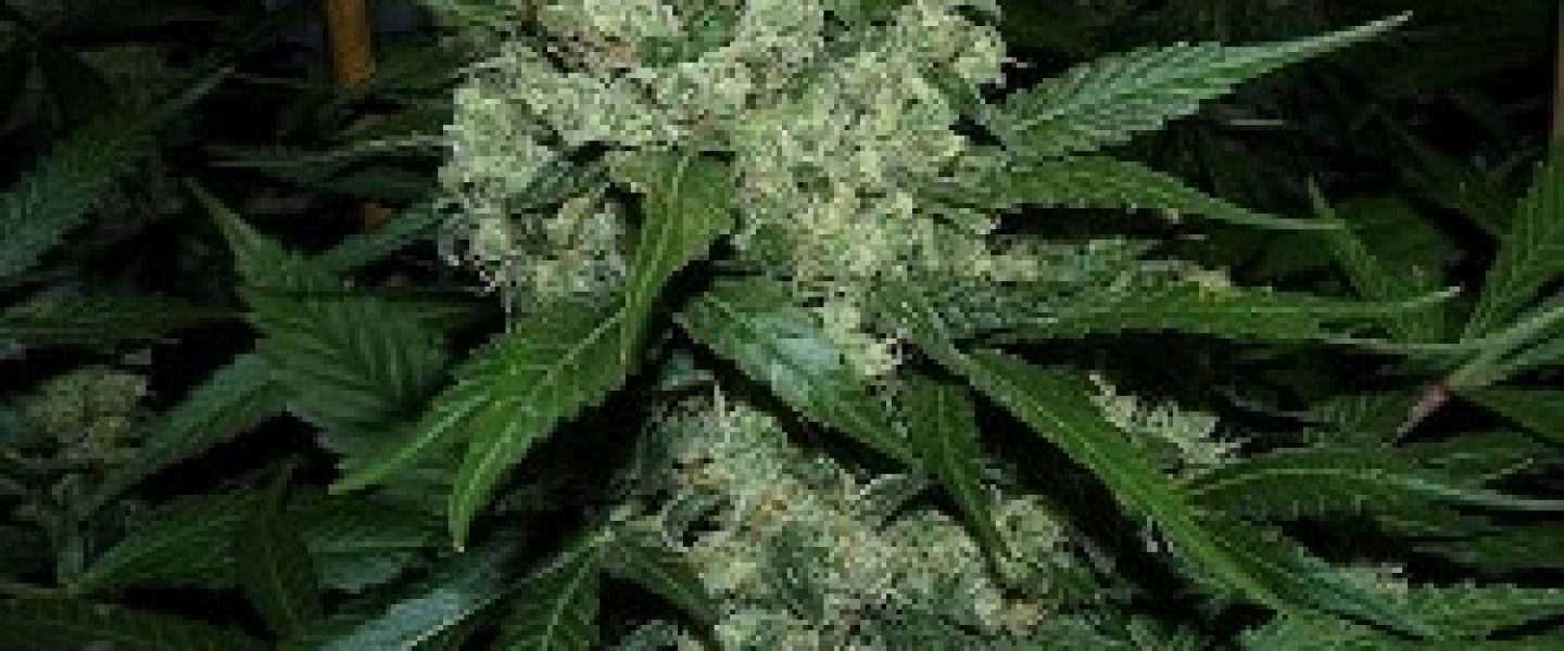 super skunk marijuana strain