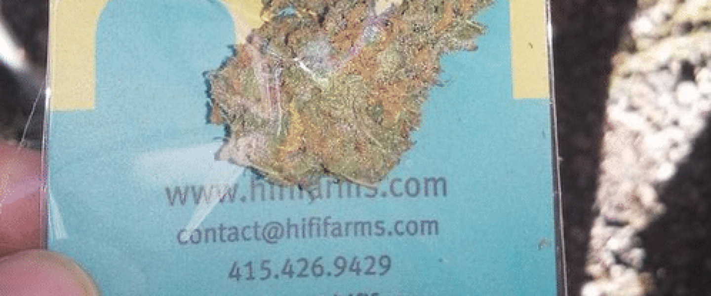 sweet island skunk hifi farms