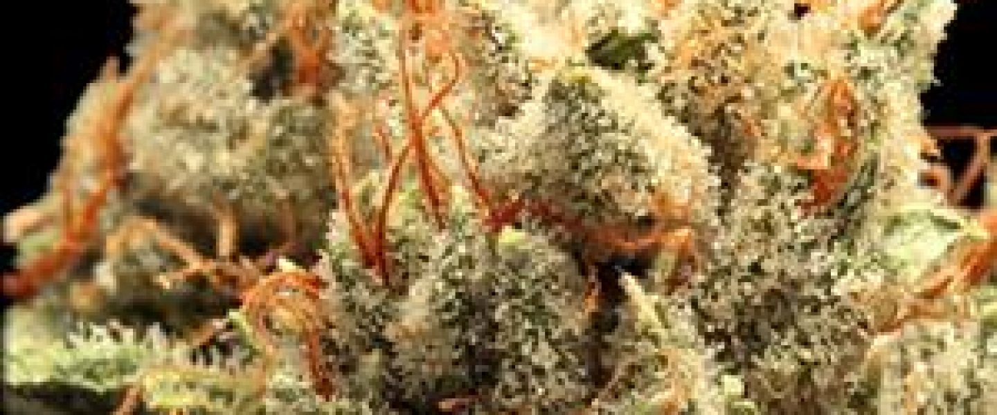 tahoe og marijuana strain