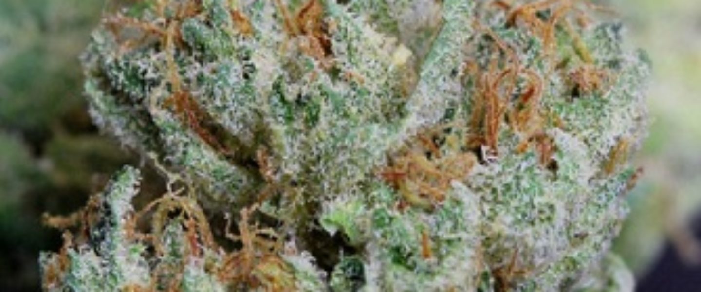 Tangerine Dream Marijuana Strain Review And Pictures The Weed Blog