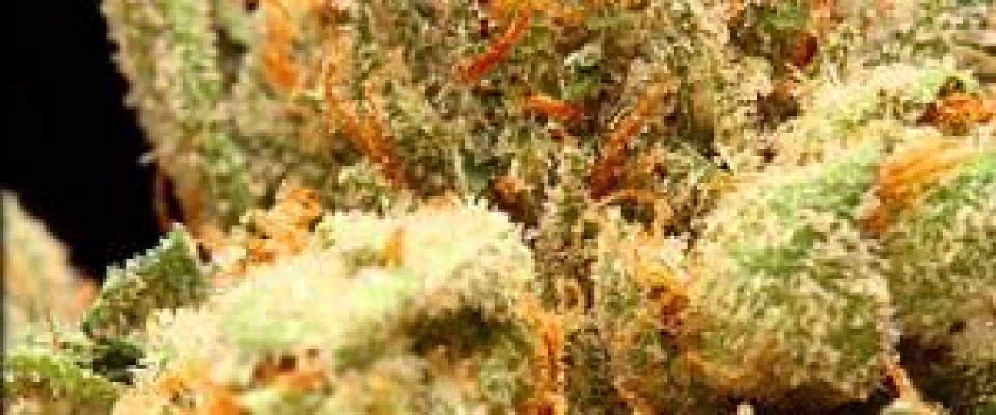 thai og marijuana strain