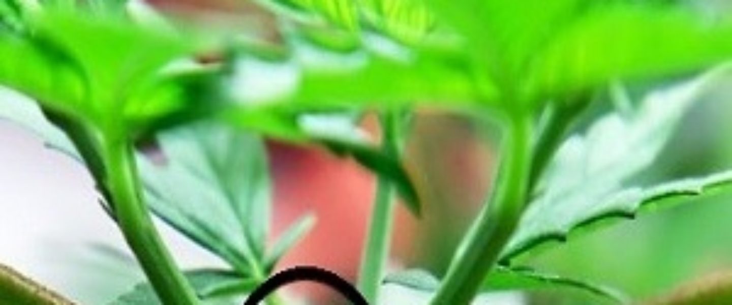 topping marijuana plants increase yield