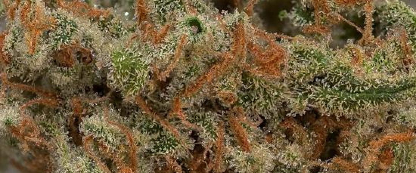 trainwreck marijuana strain