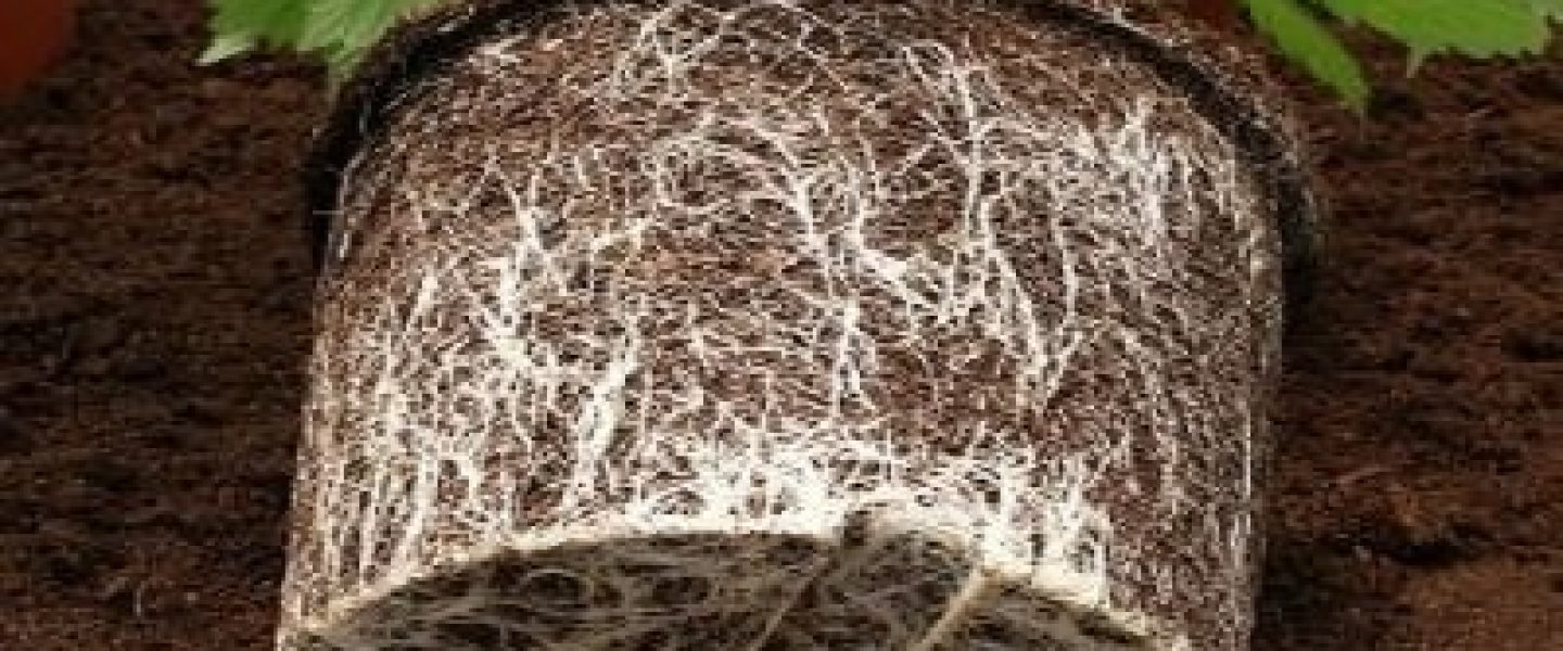 transplanting marijuana