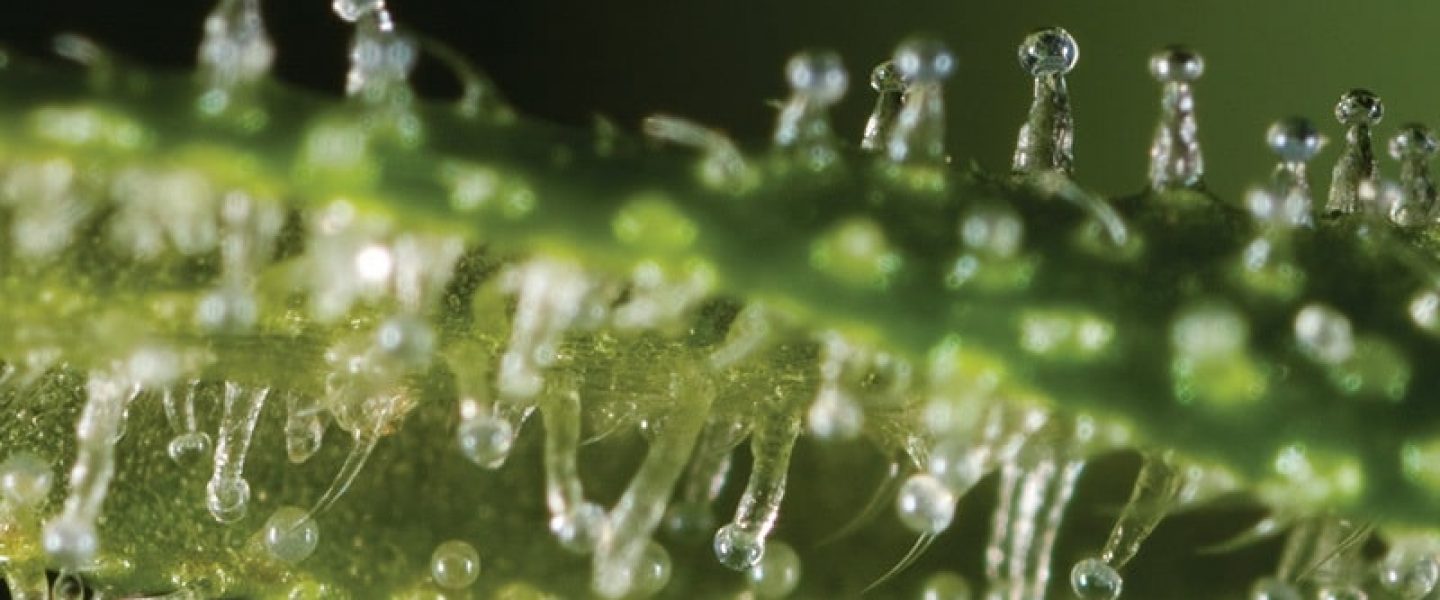 trichomes marijuana