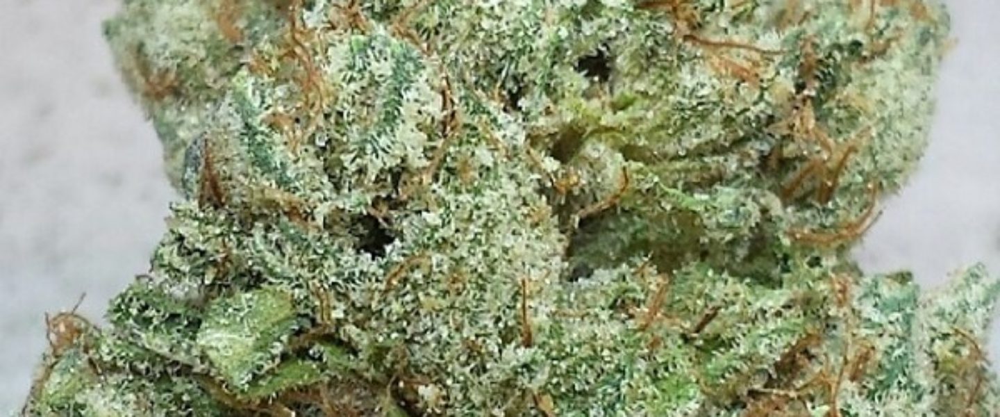 This is a picture of the true OG strain.