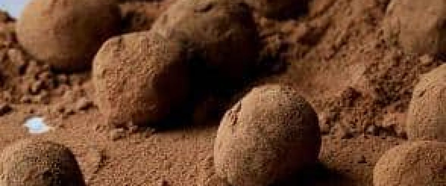 chocolate truffle