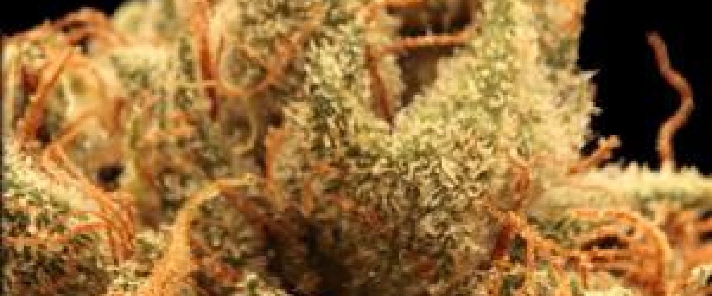 truth marijuana strain