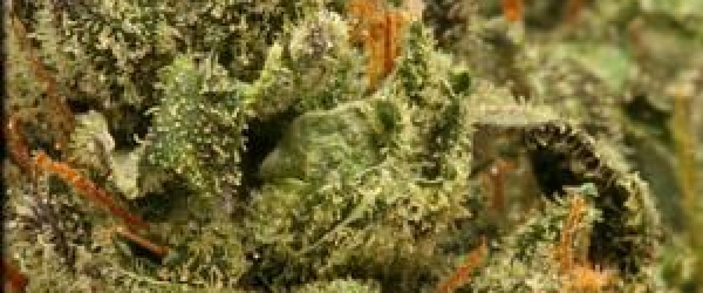 uk cheese marijuana strain