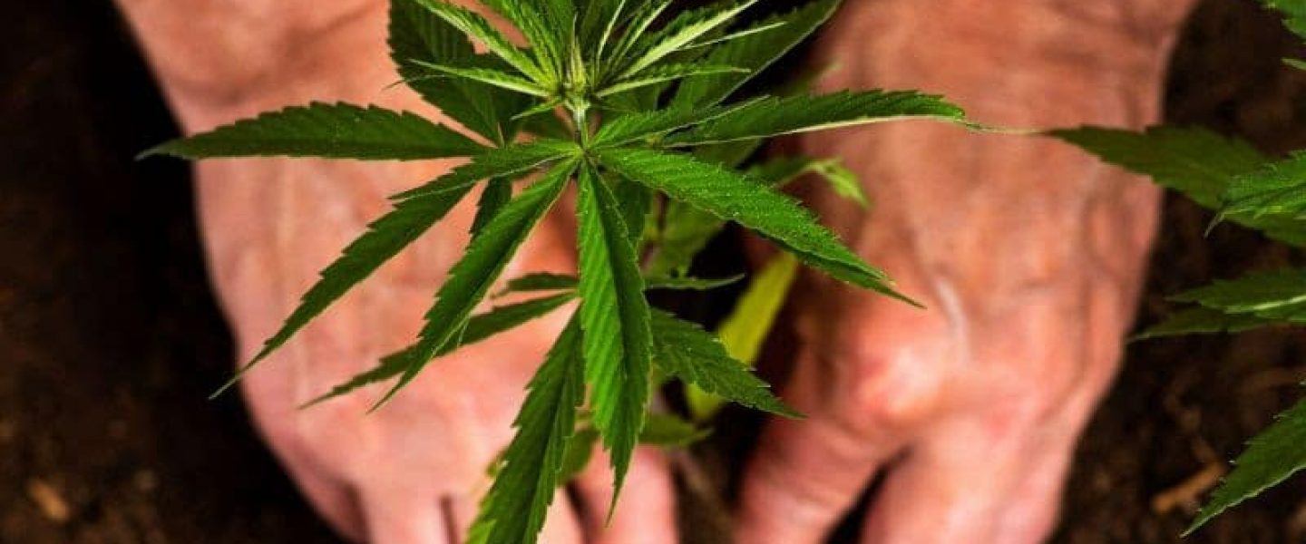 City of Portland Cannabis Market