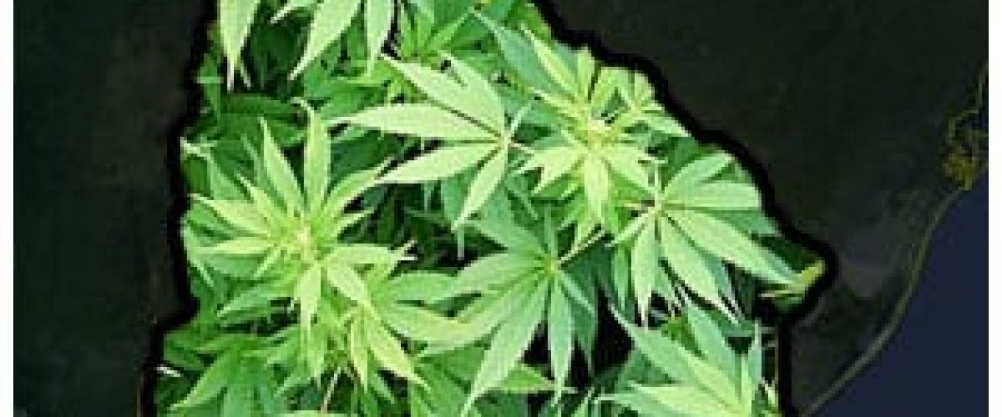 Uruguay will Begin Selling Marijuana in Pharmacies this Summer