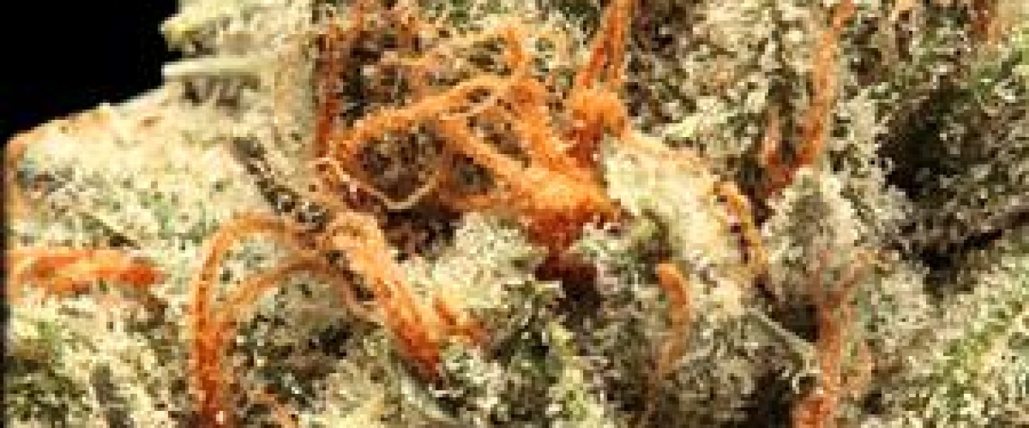 valley hills og marijuana strain