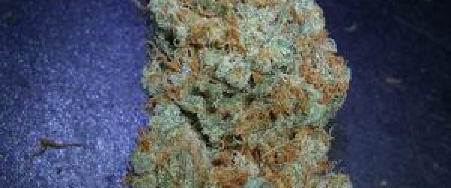 vanilla kush marijuana strain