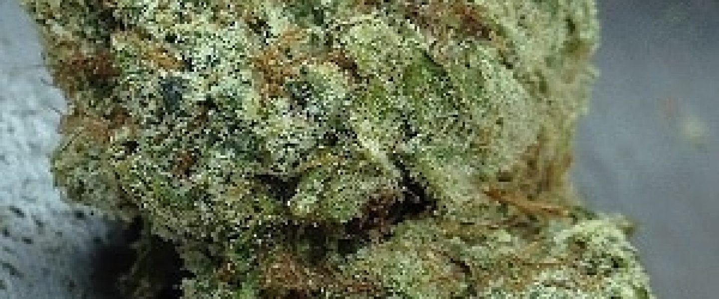 vicious og marijuana strain