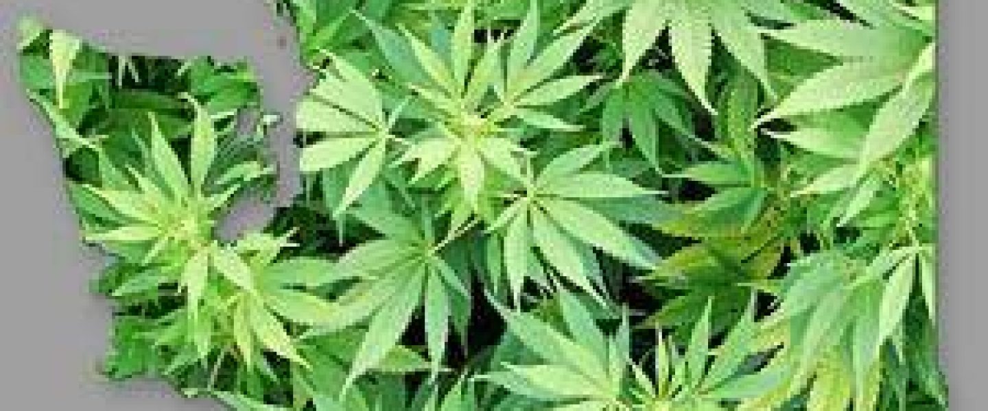 washington state marijuana regulations