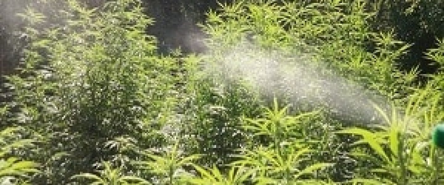 water marijuana plants
