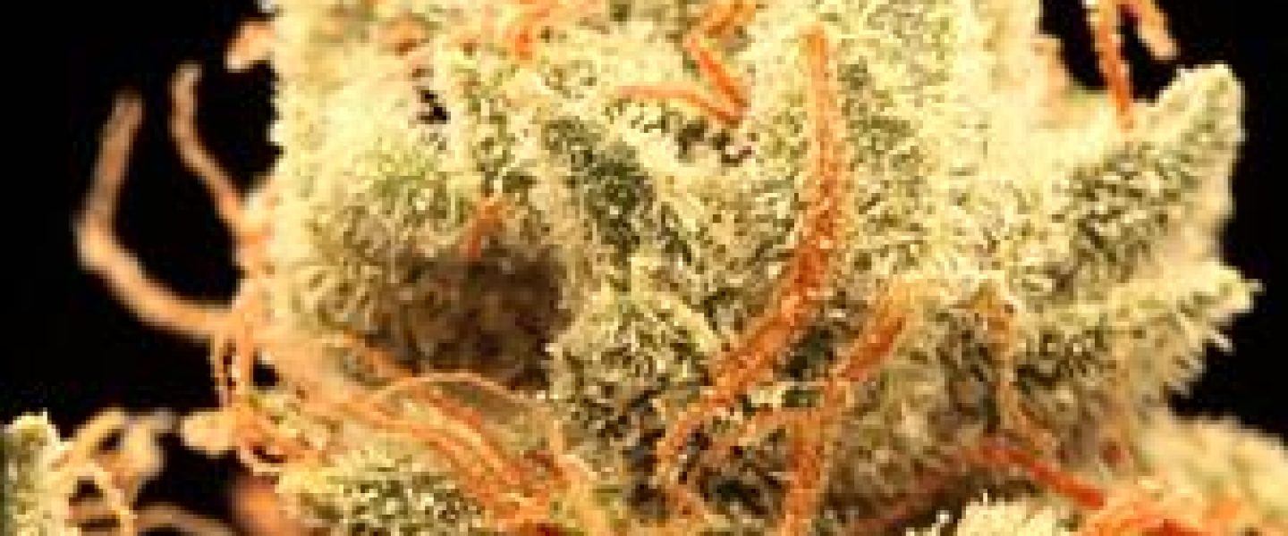 white fire marijuana strain
