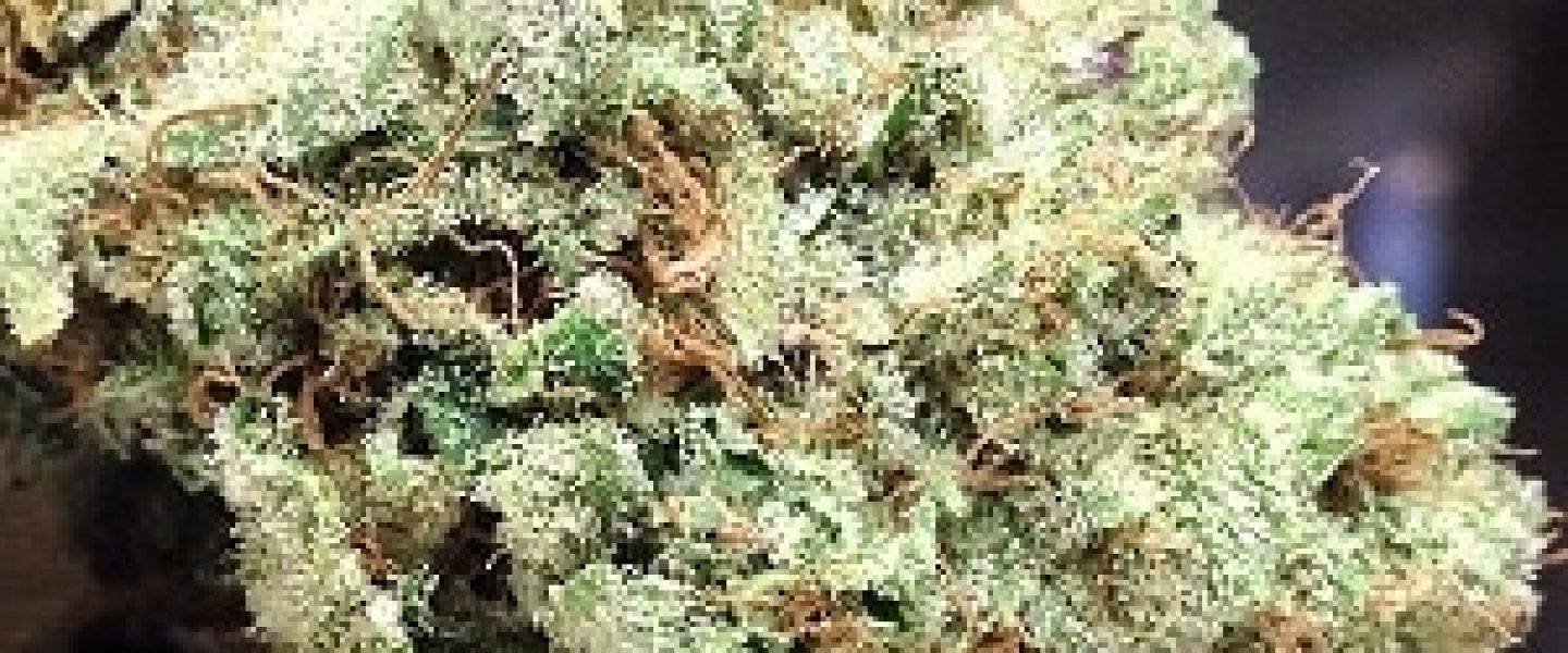 white fire og marijuana strain