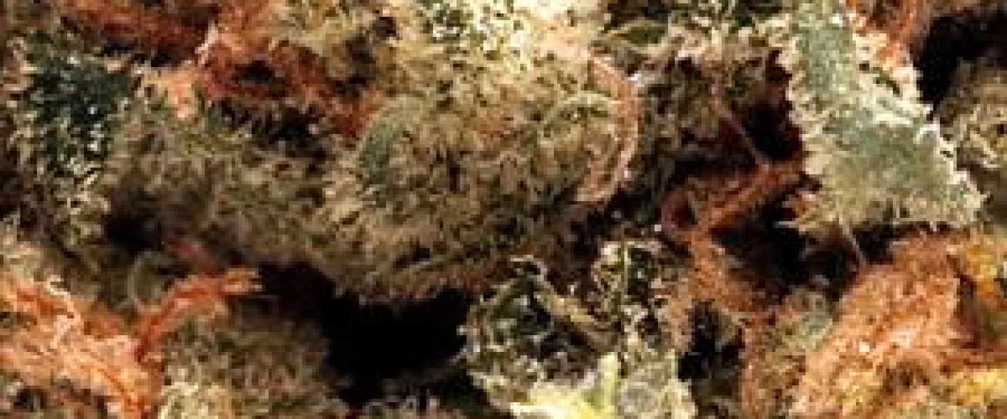 white kush marijuana strain